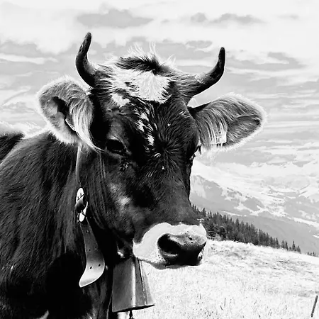 Kleinbergsonne Apartment Filzmoos