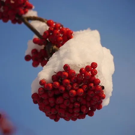 Apartment Kleinbergsonne *
